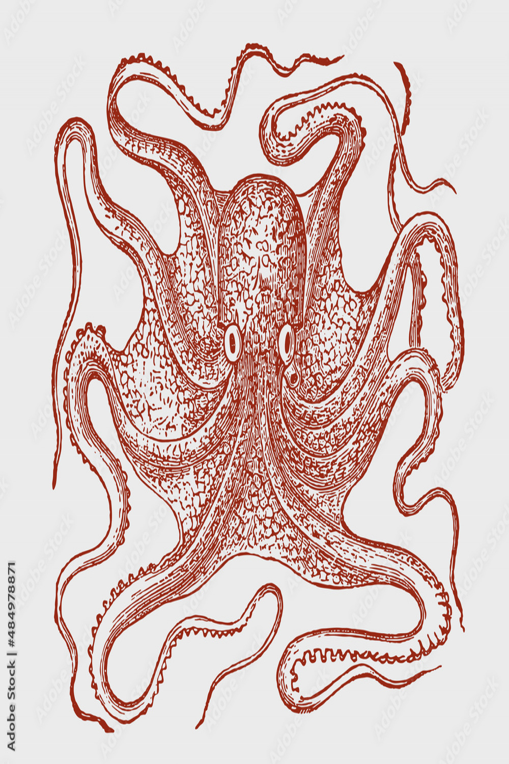 Common octopus vulgaris in top view, after antique engraving Stock