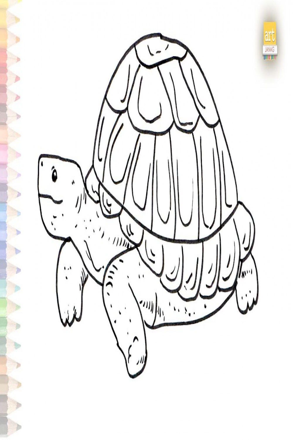 Common Tortoise drawing  How to draw A Tortoise step by step  Tortoise  drawing tutorials