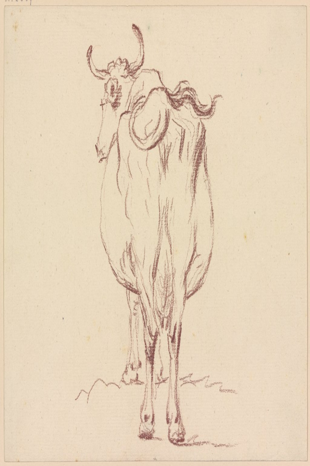Cow, back view - Digital Collection