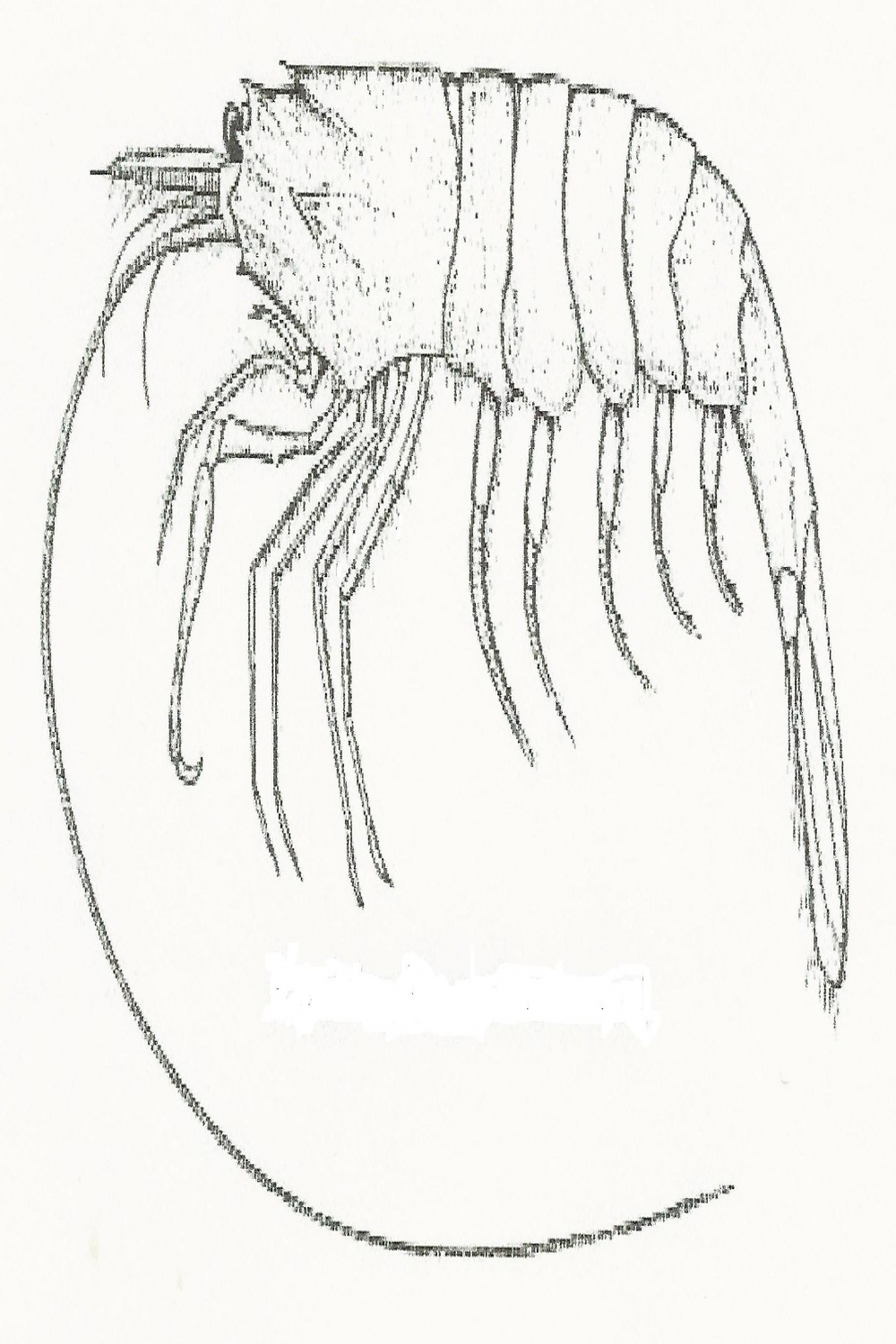 Crangon franciscorum - Wikipedia