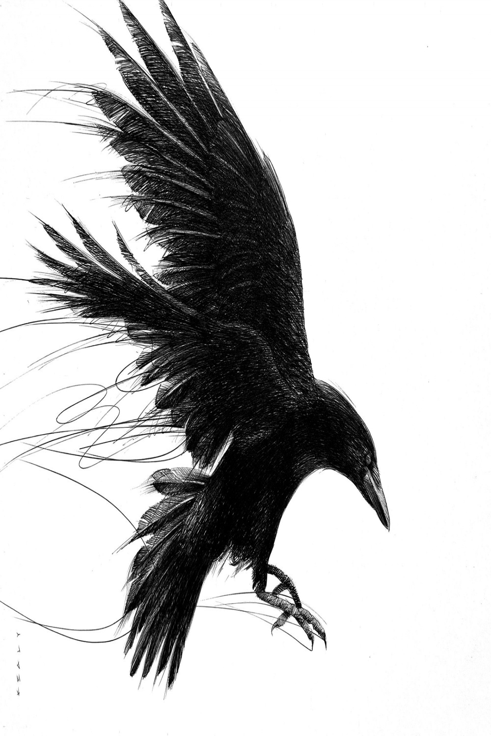 Crow Drawing Print Black and White - Etsy