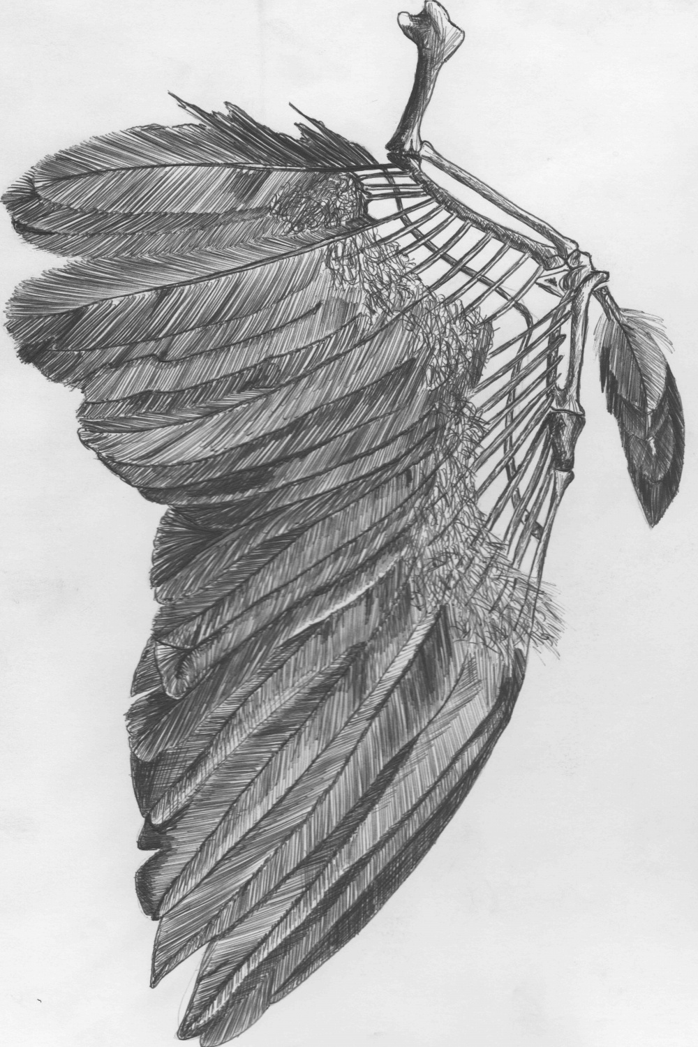 crow wing  MJRace