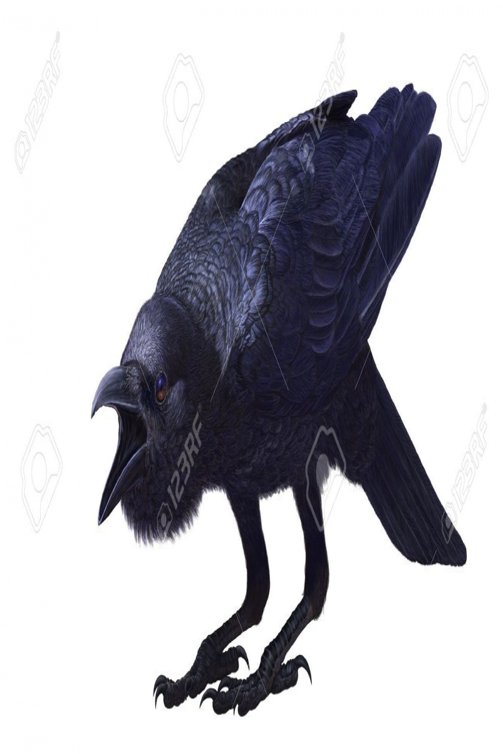 Crow with mouth open