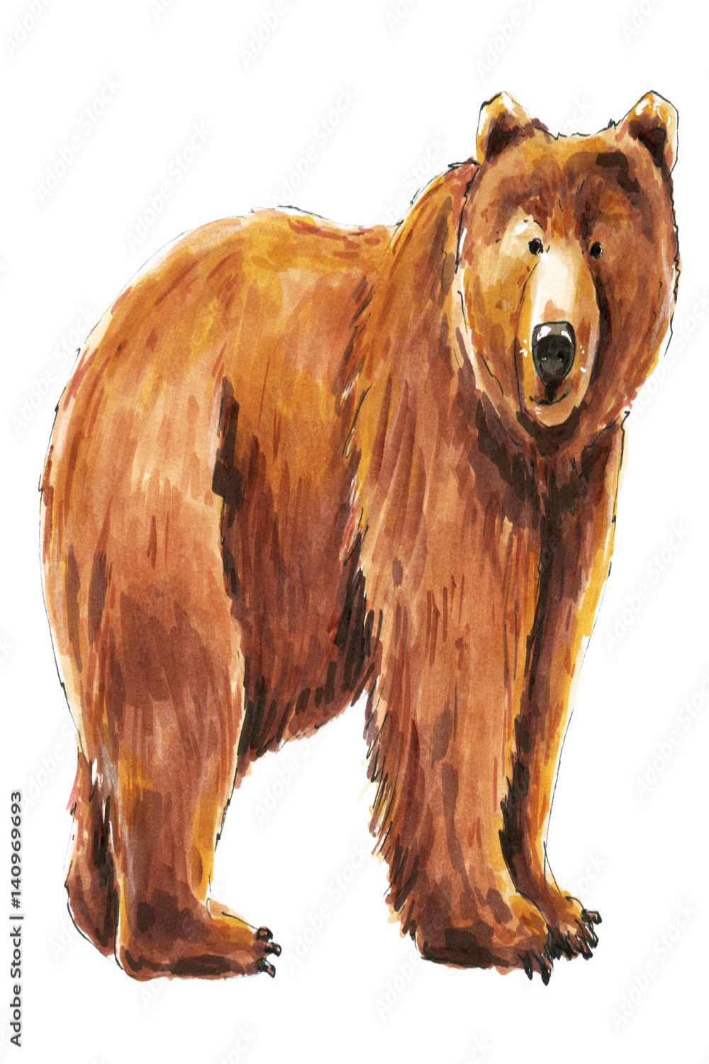 Cute brown wild bear. Watercolor sketch drawing