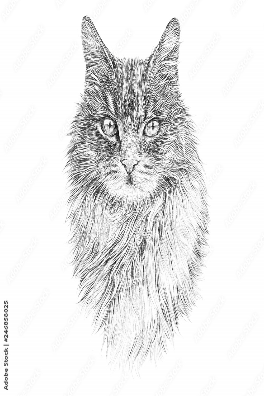 Cute fluffy cat isolated on white baclground