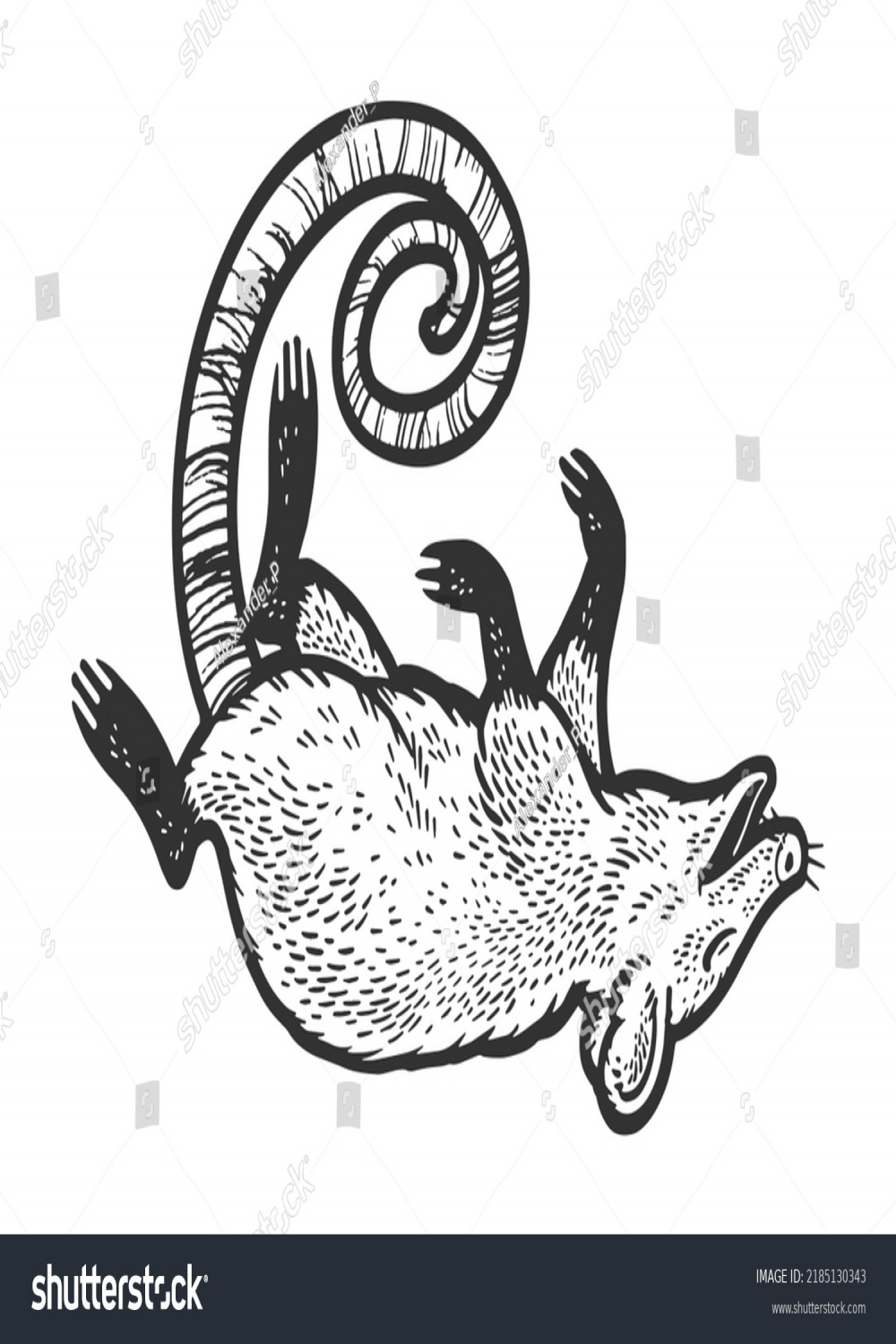 Dead Possum Royalty-Free Images, Stock Photos & Pictures
