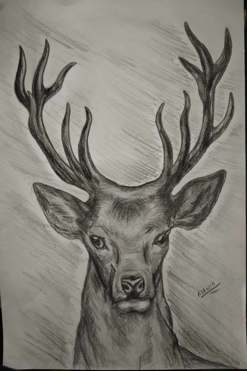 Deer pencil sketch by acchuHere on DeviantArt