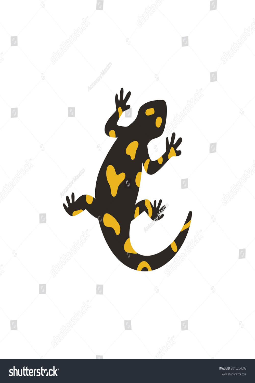 Der europäische Feuersalamander einzeln auf weißem: Stock
