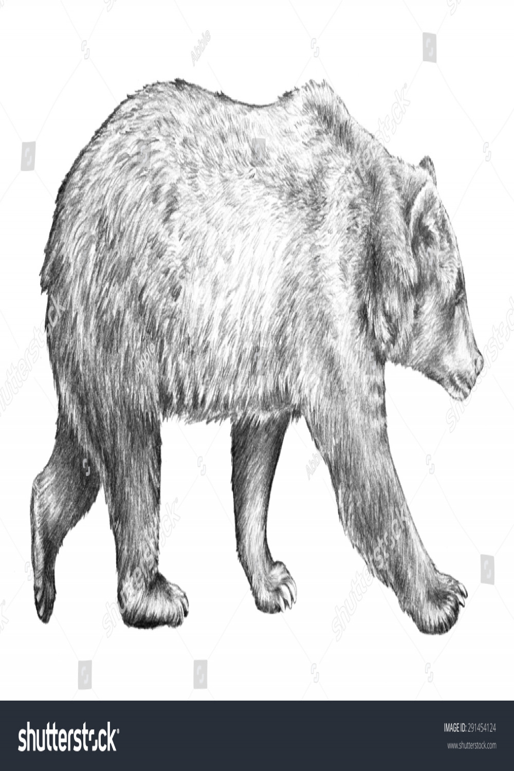Detailed Bear Drawing Royalty-Free Images, Stock Photos & Pictures