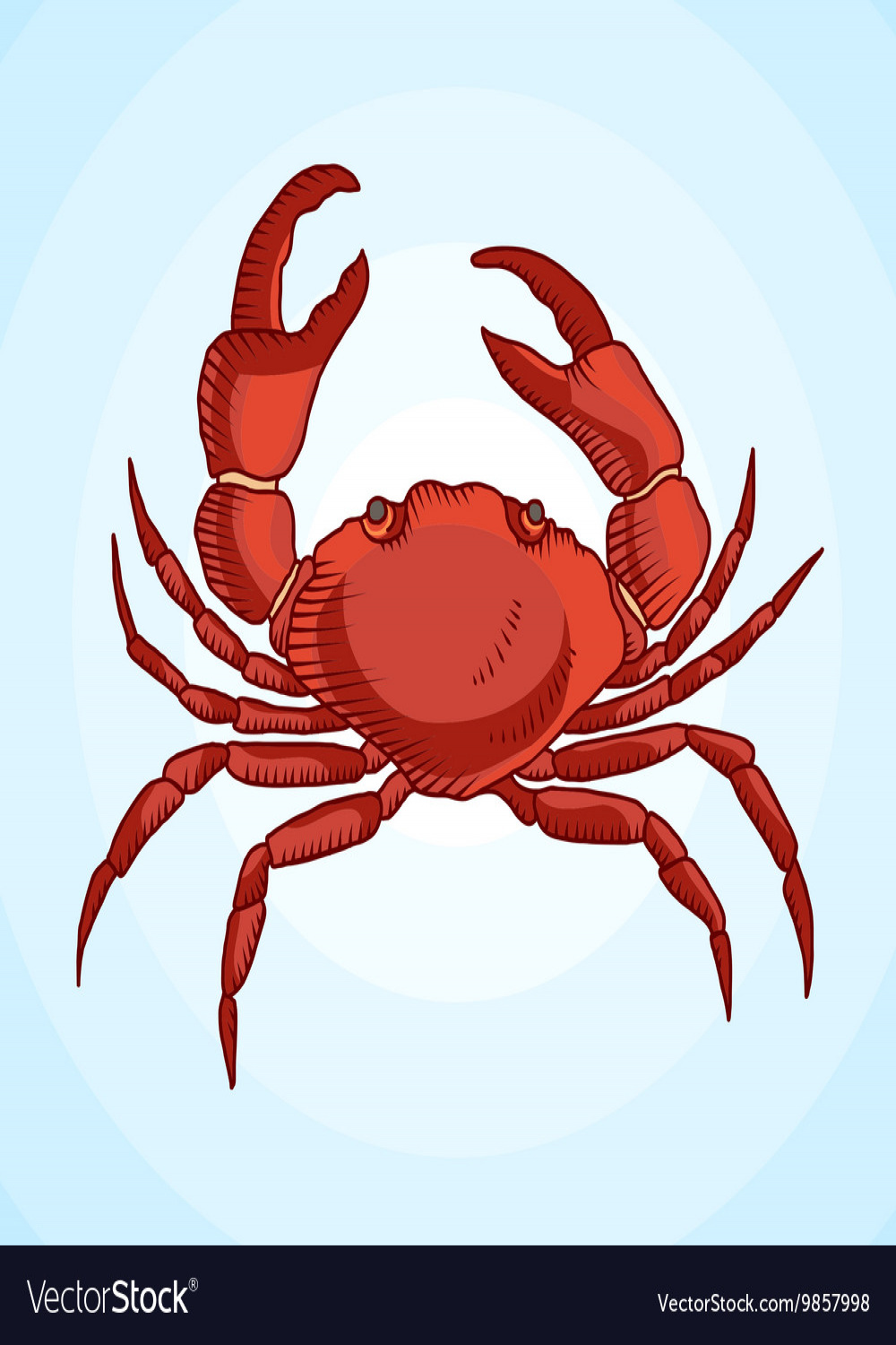 Detailed drawing of a sea crab Royalty Free Vector Image