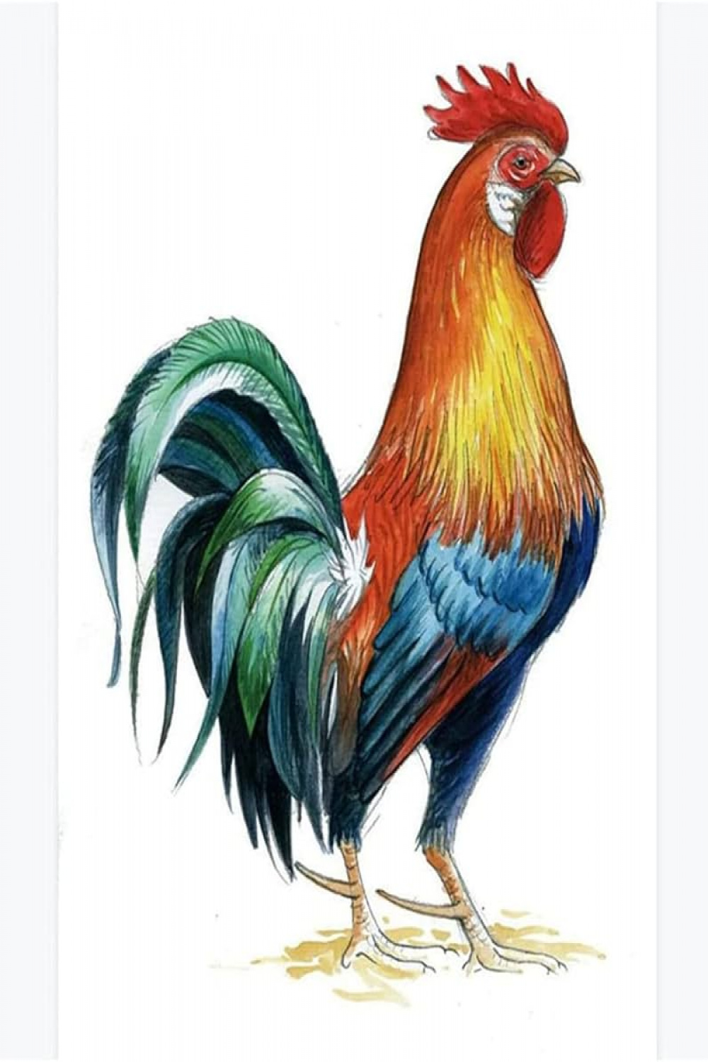 Digital Drawing - Chicken Rooster Hen Farm of Animals - DIY Oil Painting  for Children Adults Beginners Canvas Print Wall Art Decoration