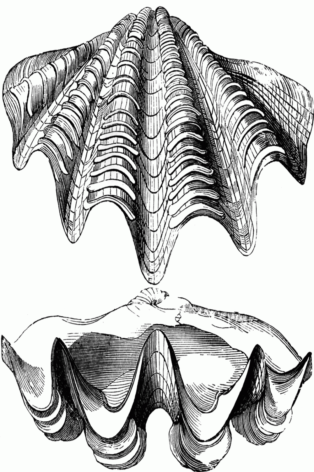 Discover the Enormous Giant Clam