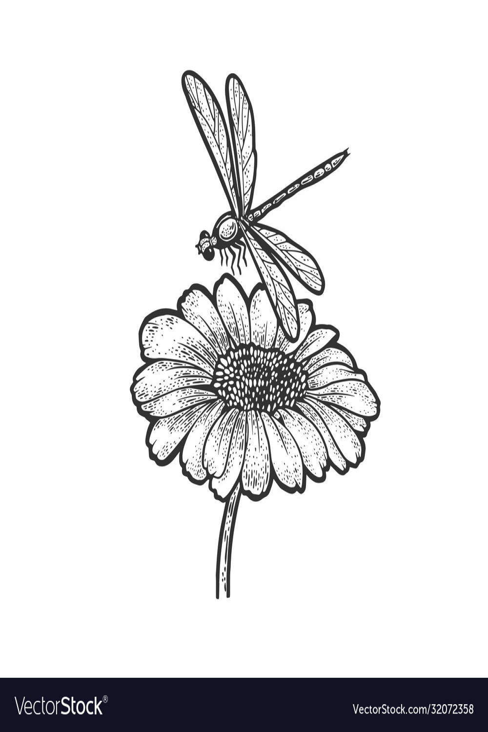 Dragonfly daisy flower sketch Royalty Free Vector Image