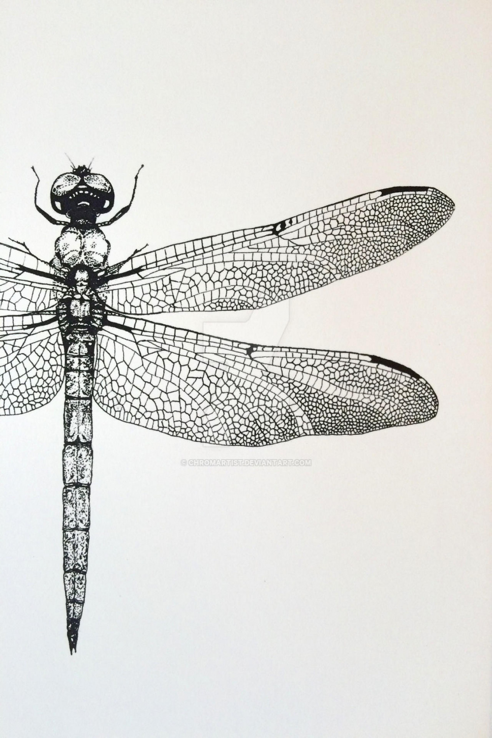 Dragonfly detail libellula vibrans pen drawing by chromartist on