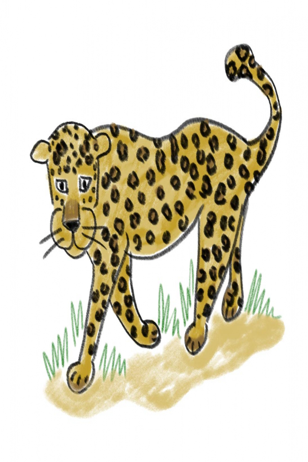 Draw a leopard in  steps – Mongabay Kids