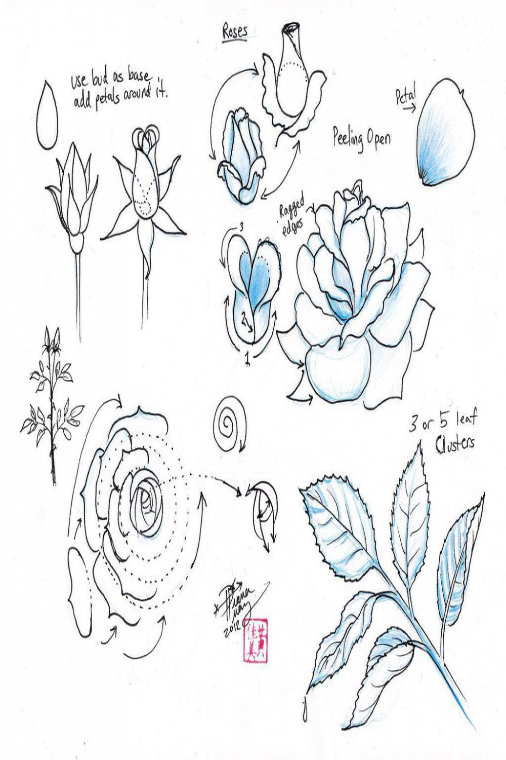 Draw Roses by Diana-Huang on deviantART  Roses drawing, Flower