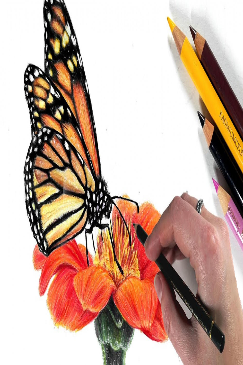 Drawing a Monarch Butterfly in Colored Pencil