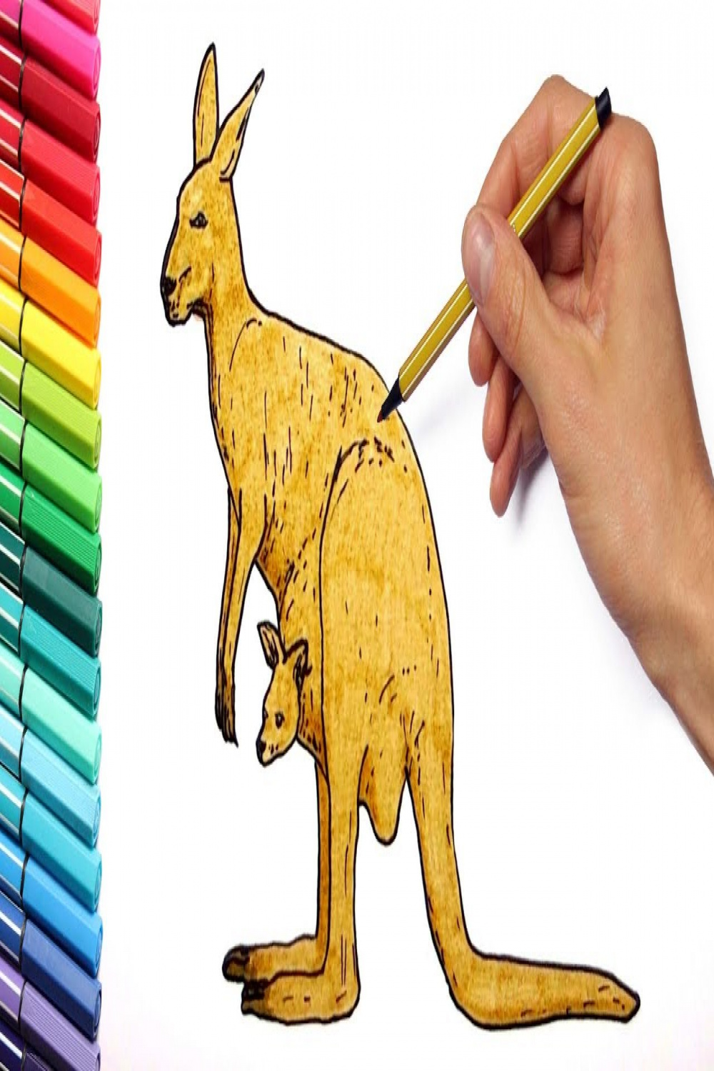 Drawing and kangaroo Wild Animals From Australia Learning Colors and  Drawing for Kids
