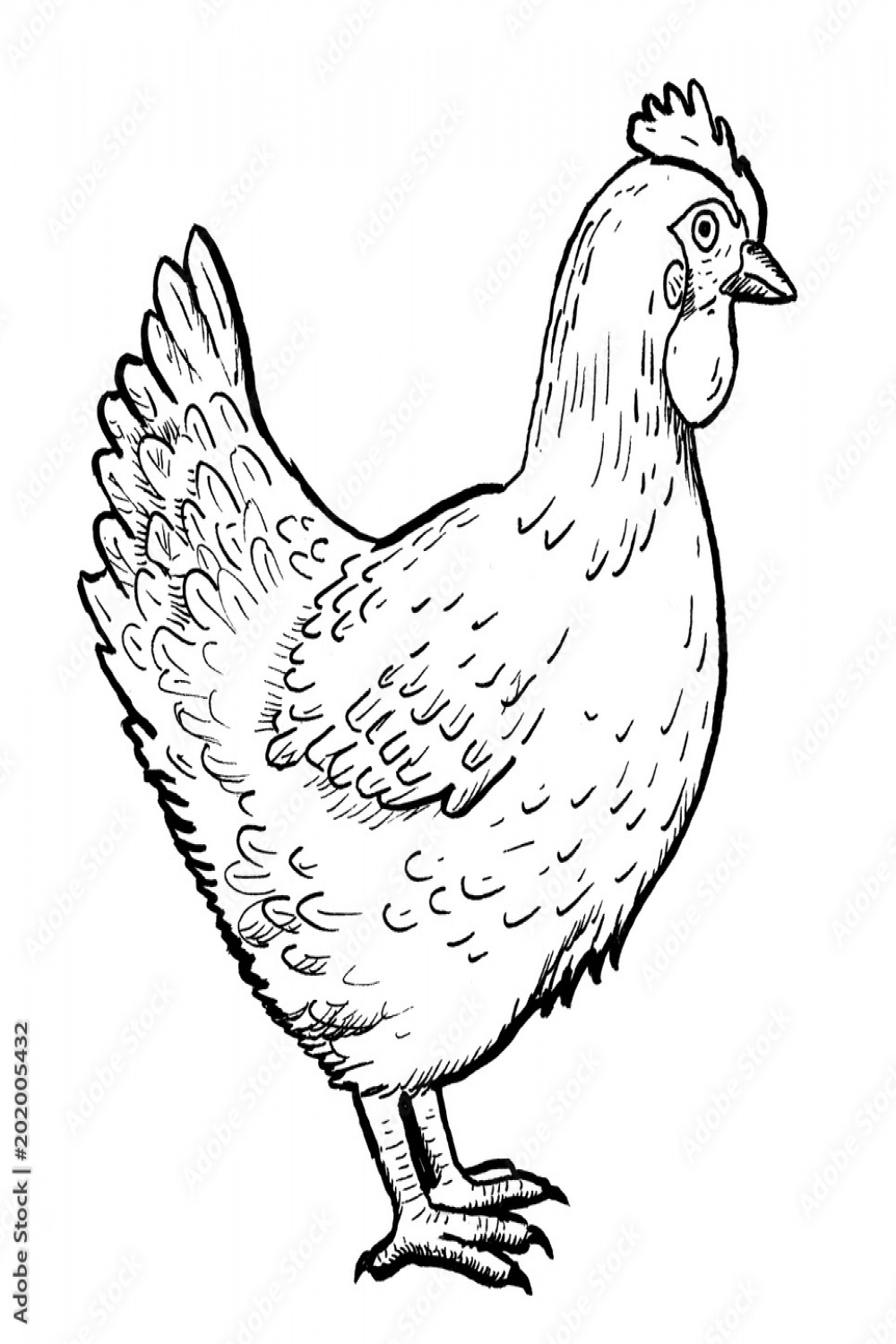 Drawing of chicken - hand sketch of hen, black and white