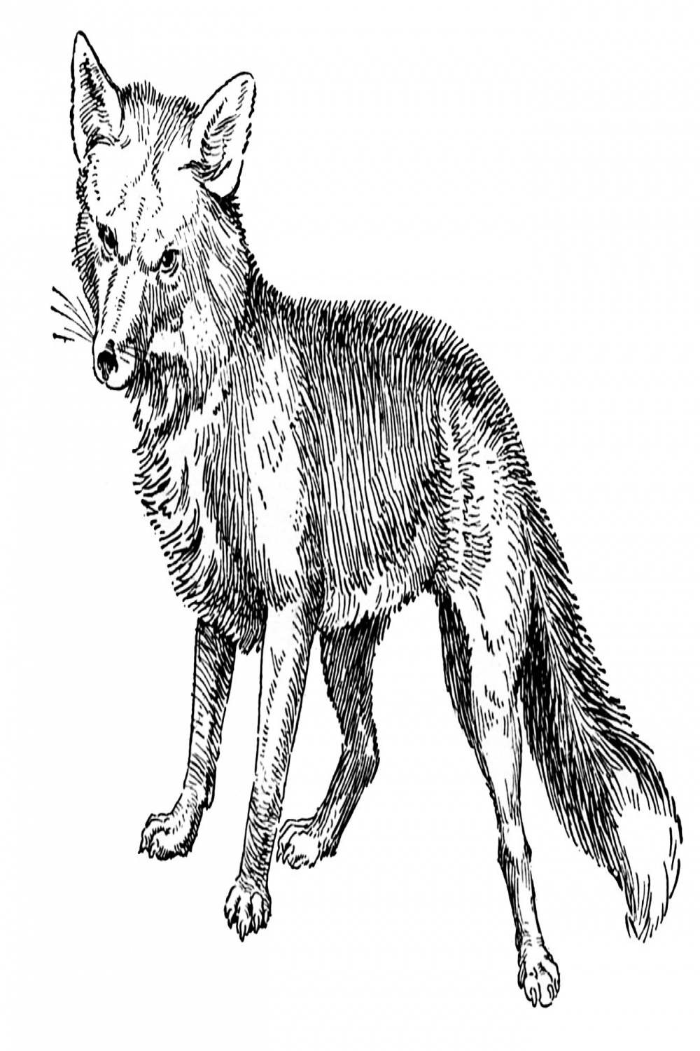 Drawings of Foxes! - The Graphics Fairy