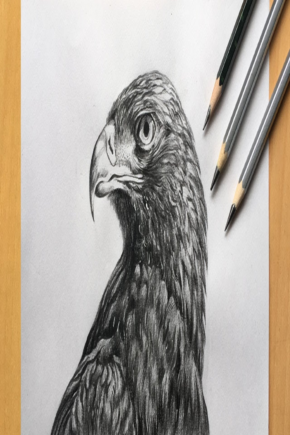 Eagle drawing in pencil  realistic eagle head drawing  bird drawing   pencil sketch