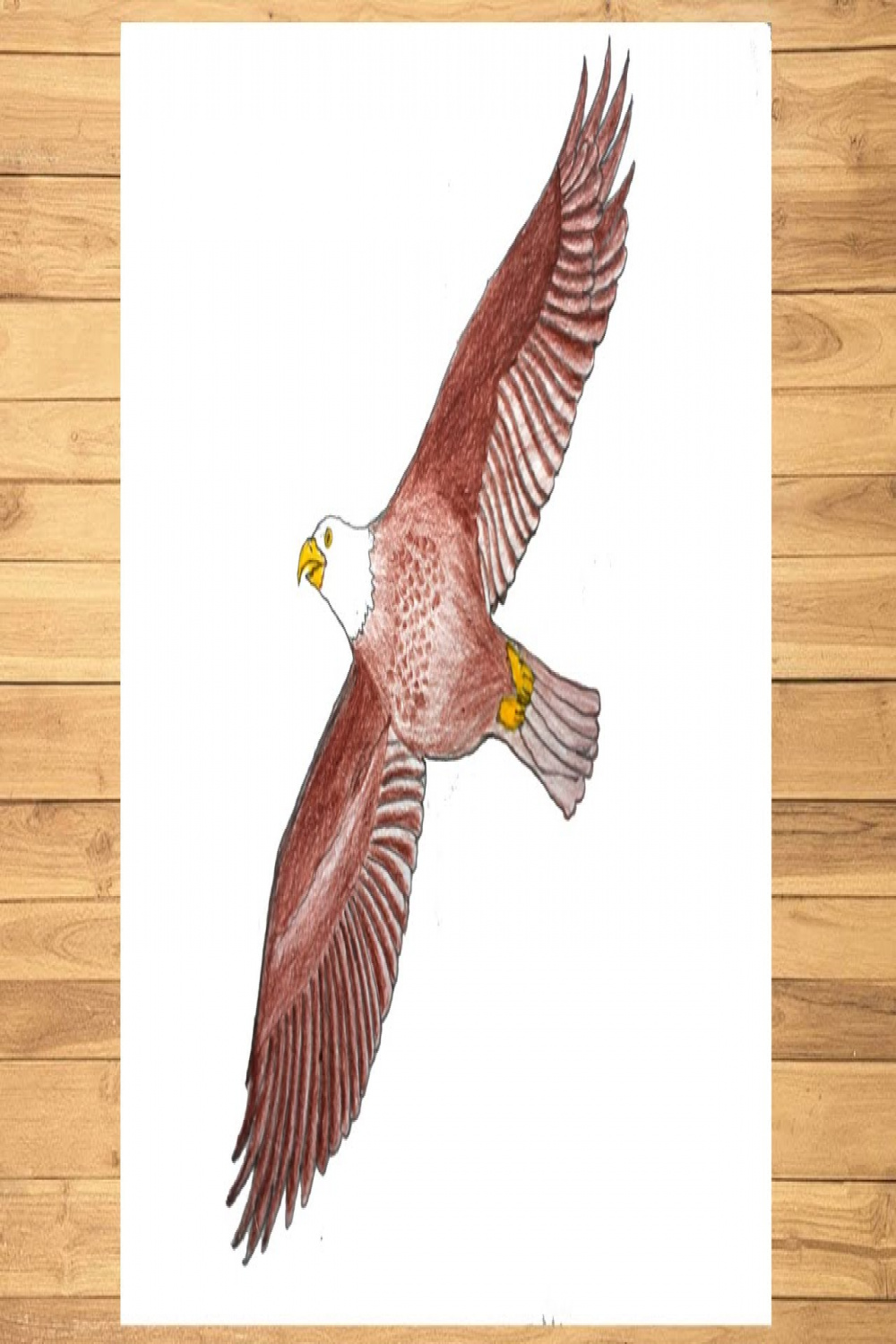 Eagle Drawing Tutorial  Color with Pencil