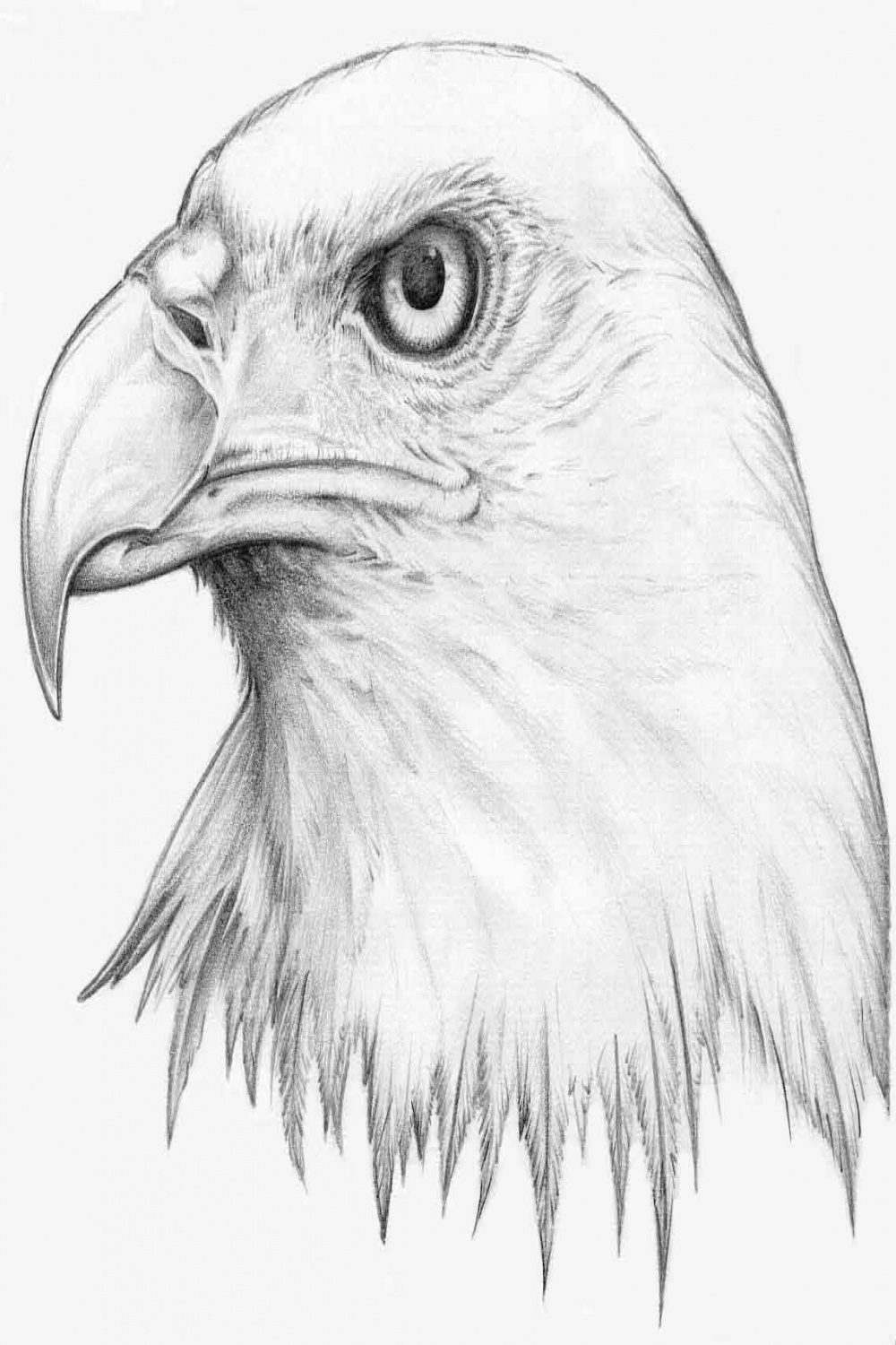 Eagles Eye by HLLBuND on DeviantArt  Eagle drawing, Eagle