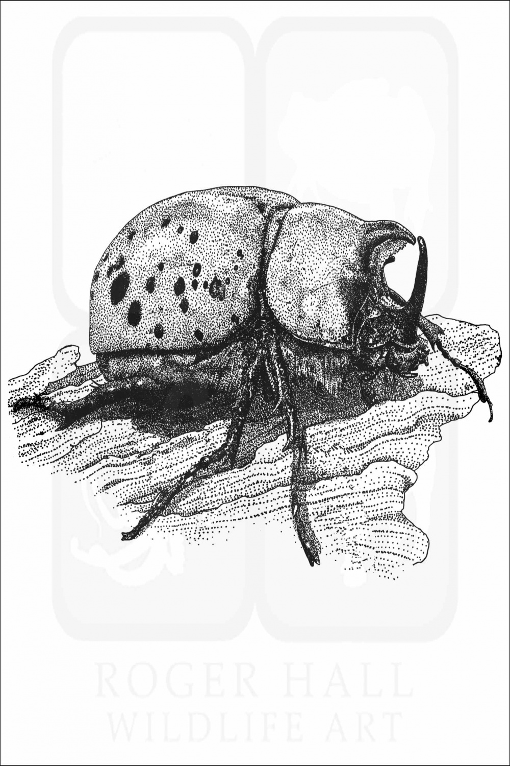 Eastern Hercules Beetle - Signed Fine Art Print