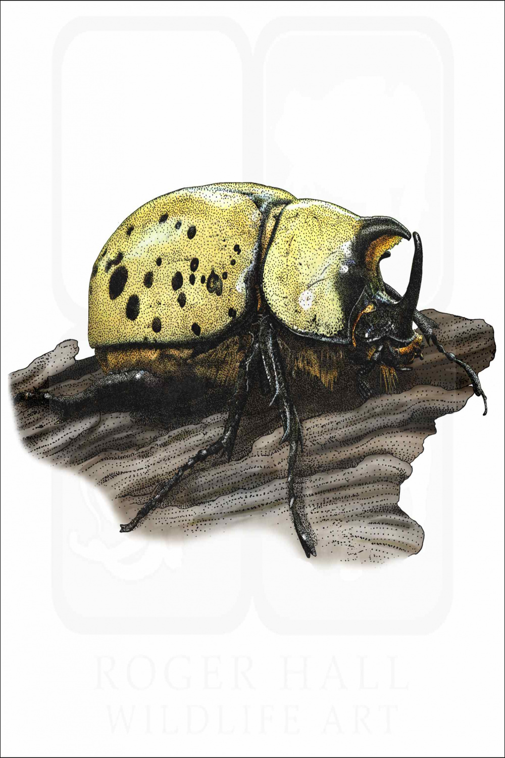 Eastern Hercules Beetle - Signed Fine Art Print