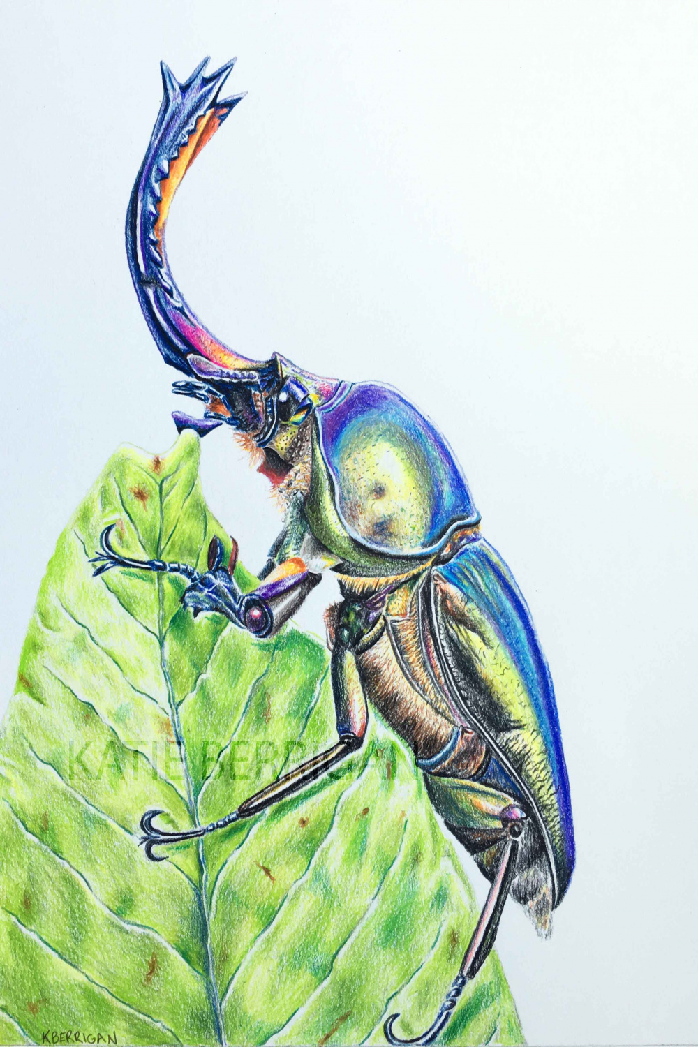 Elephant beetle / colored pencil drawing/ bug drawing www