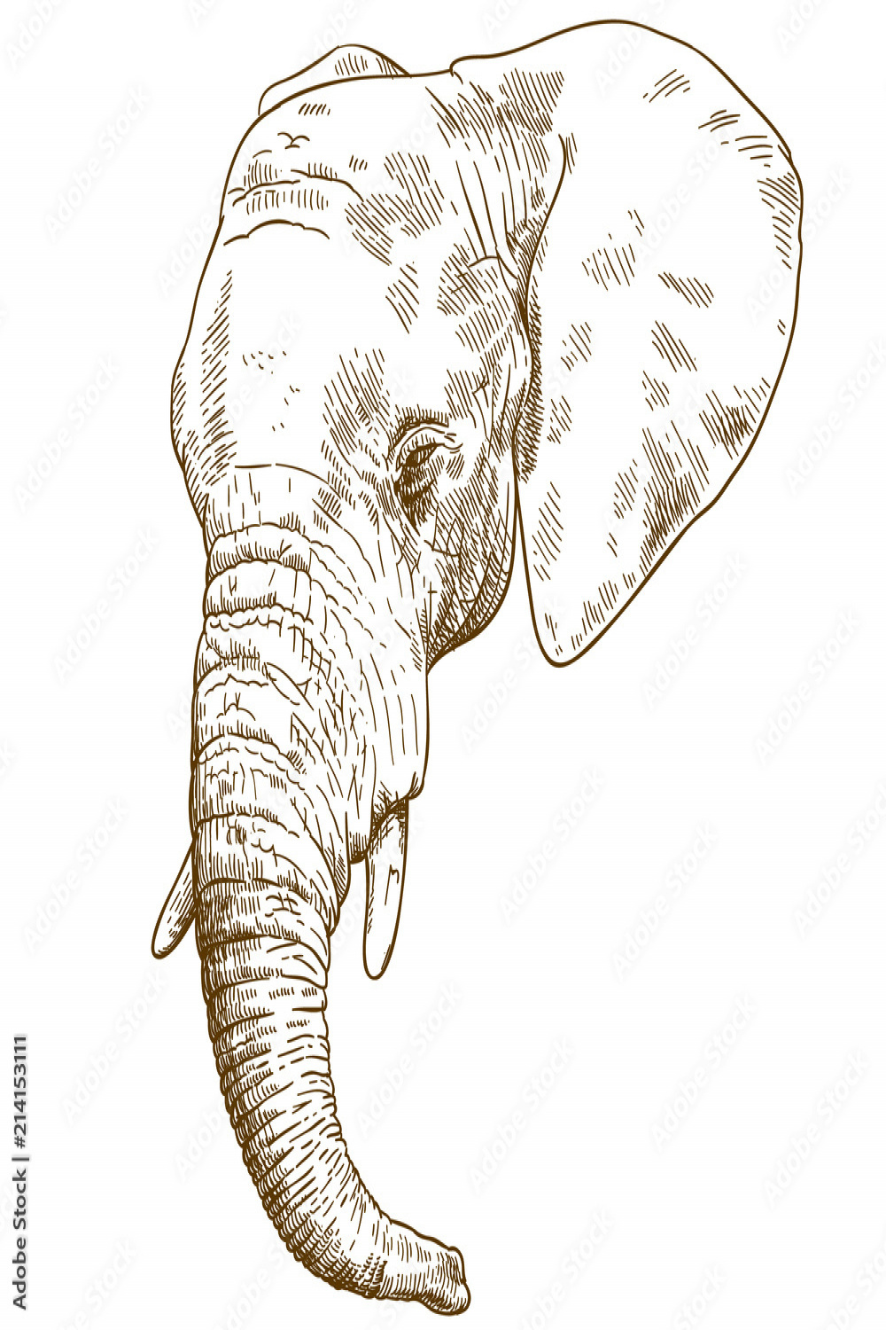 engraving drawing illustration of elephant head Stock-Vektorgrafik