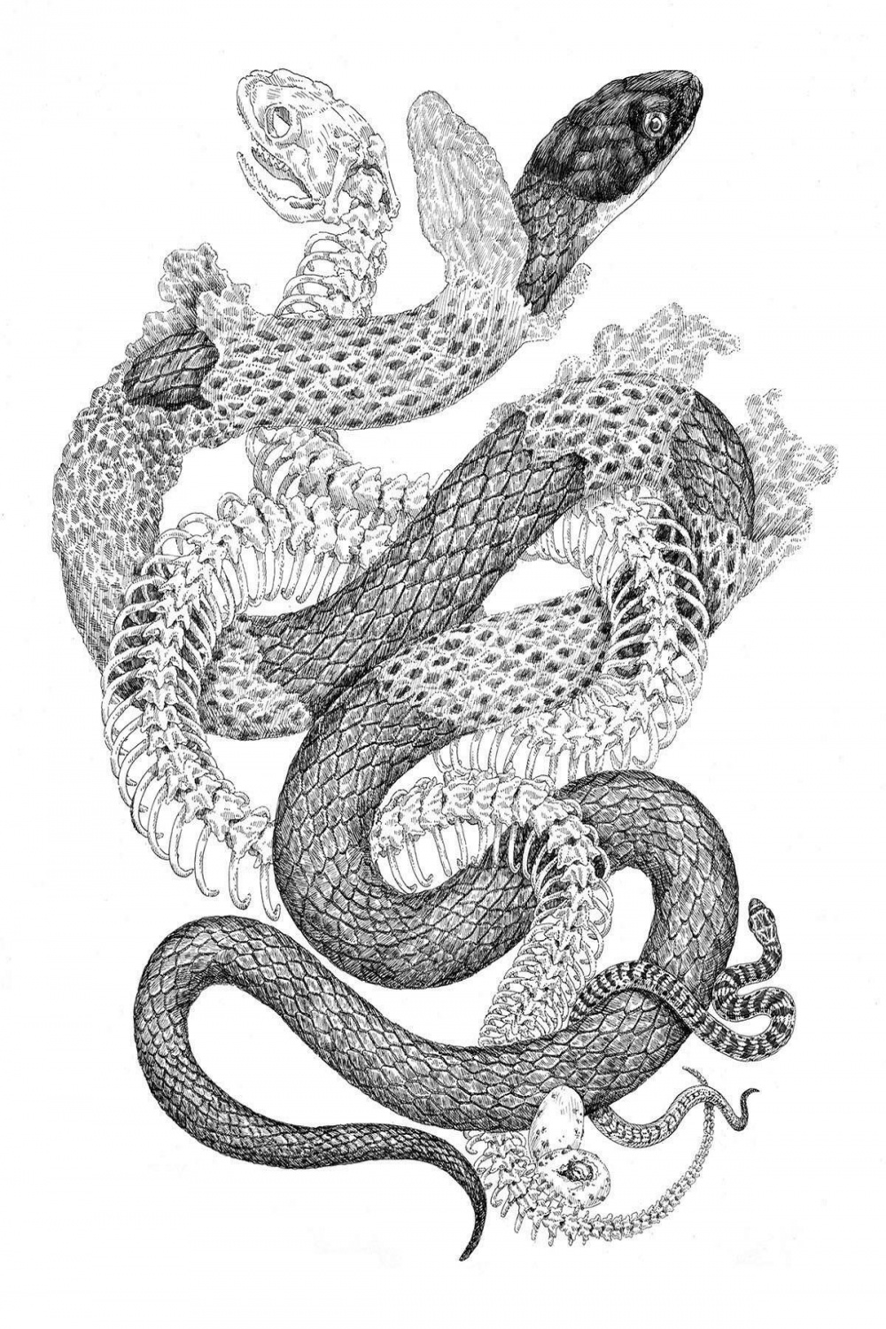 Entwined Snakes drawing art  Snake illustration, Snake drawing