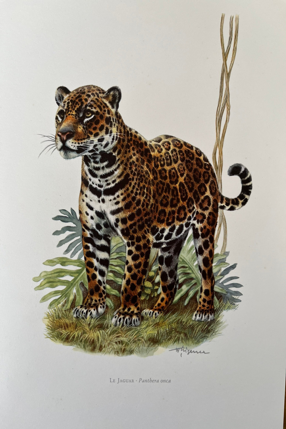 er Vintage Tier JAGUAR Druck