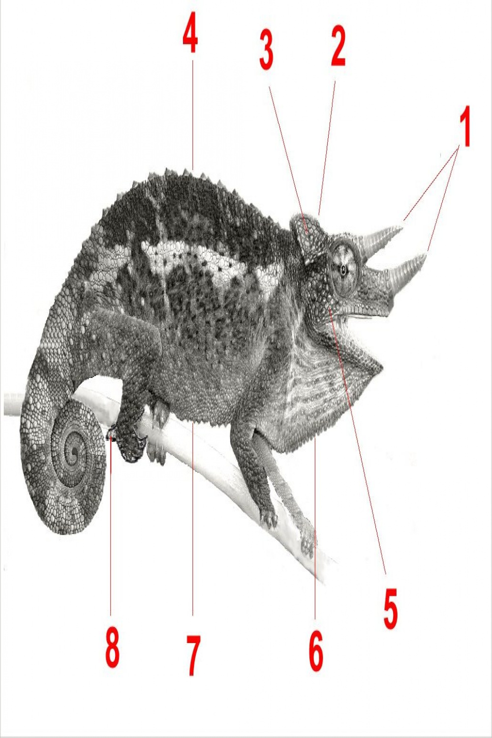 File:Chamaeleonidae anatomy