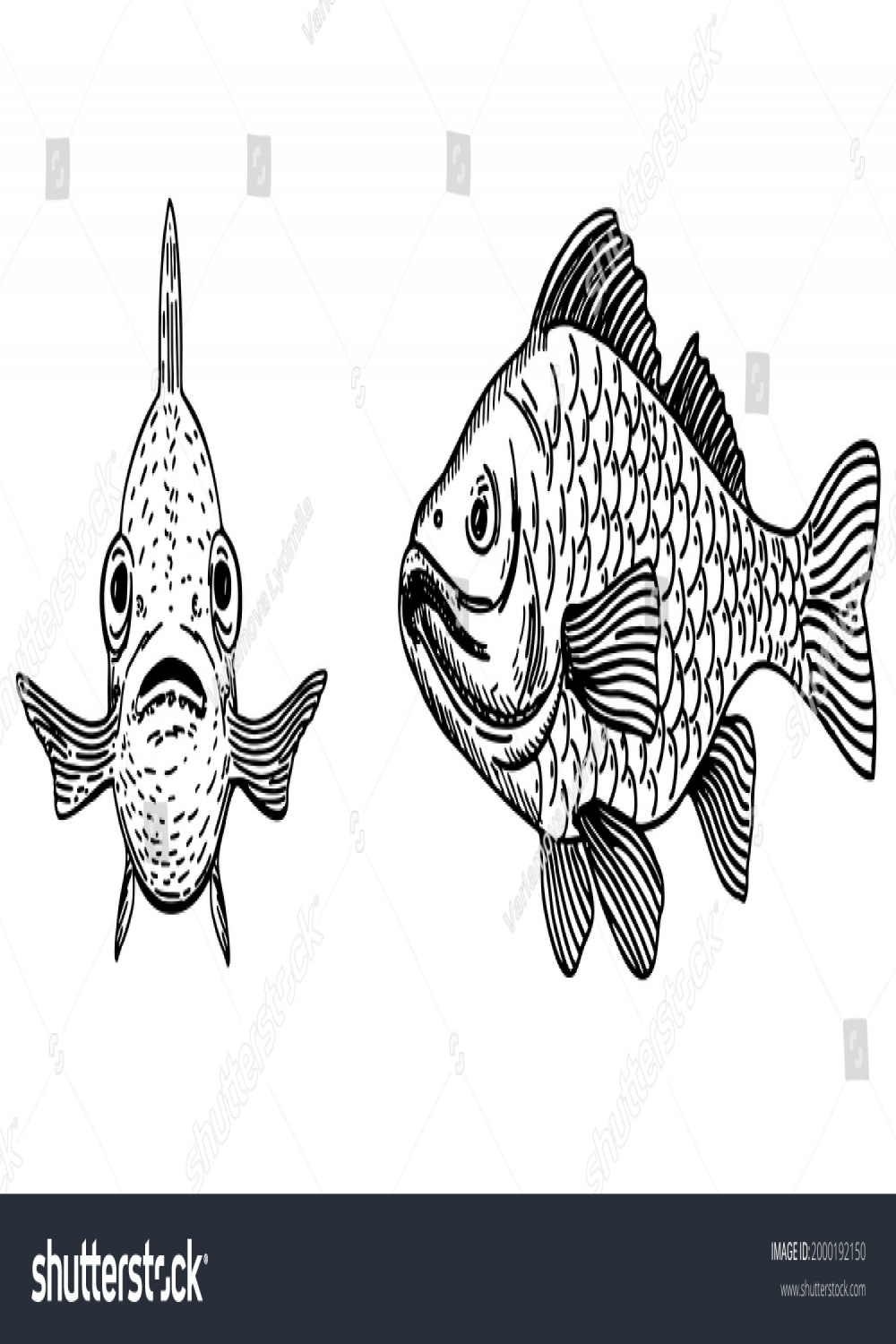 Fish Front View Stock Photos - , Images  Shutterstock