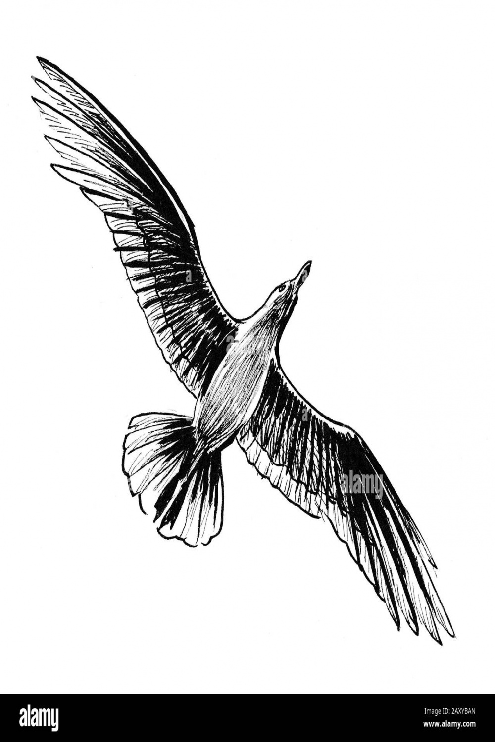 Flying seagull drawing Black and White Stock Photos & Images - Alamy