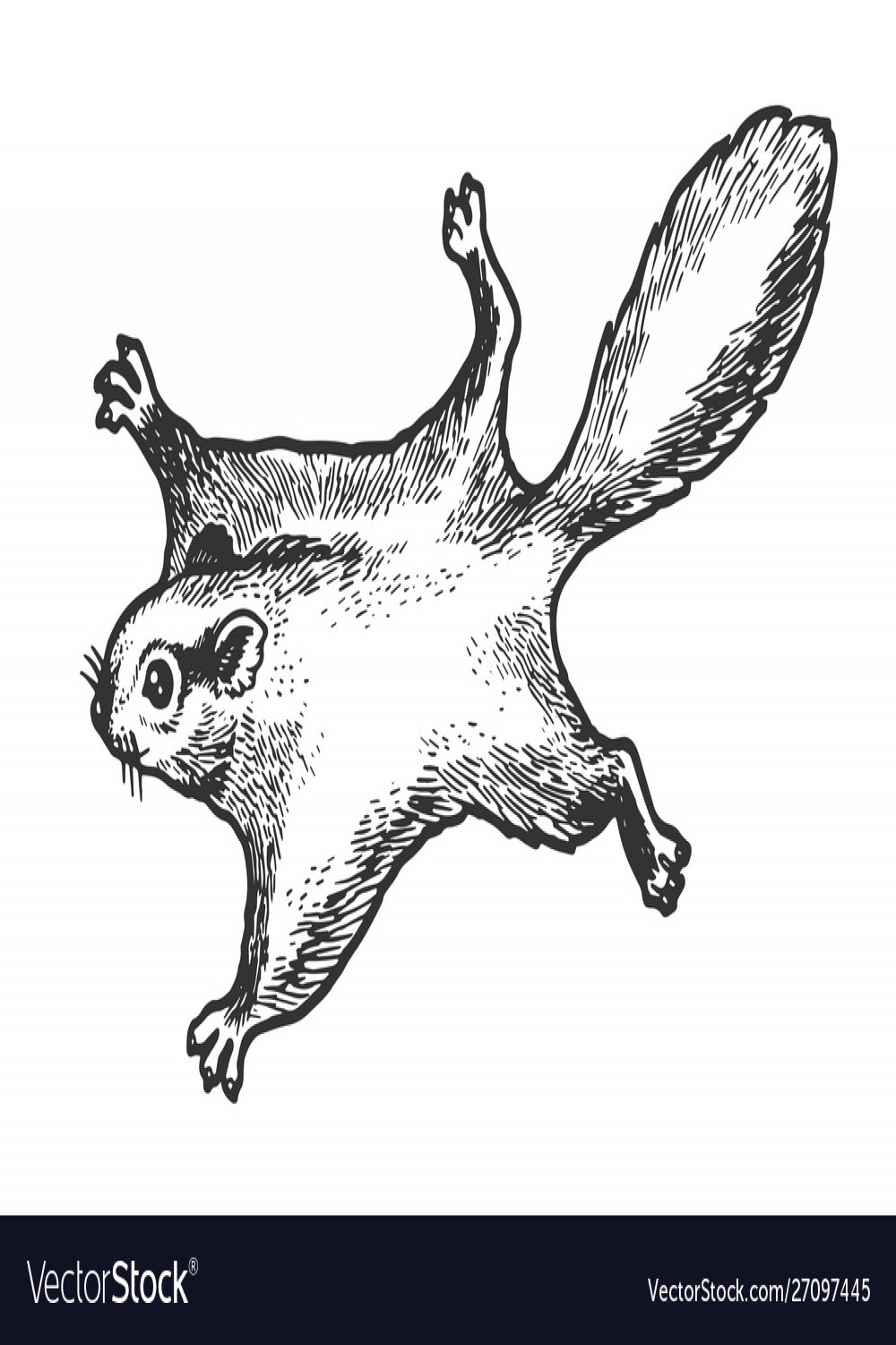 Flying squirrel animal sketch engraving Royalty Free Vector