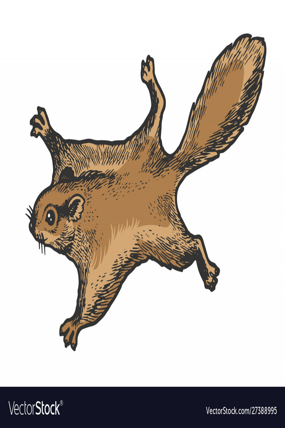 Flying squirrel animal sketch engraving Royalty Free Vector