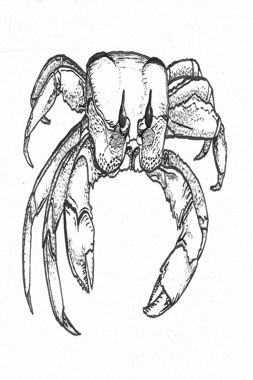 Ghost Crab - Etsy