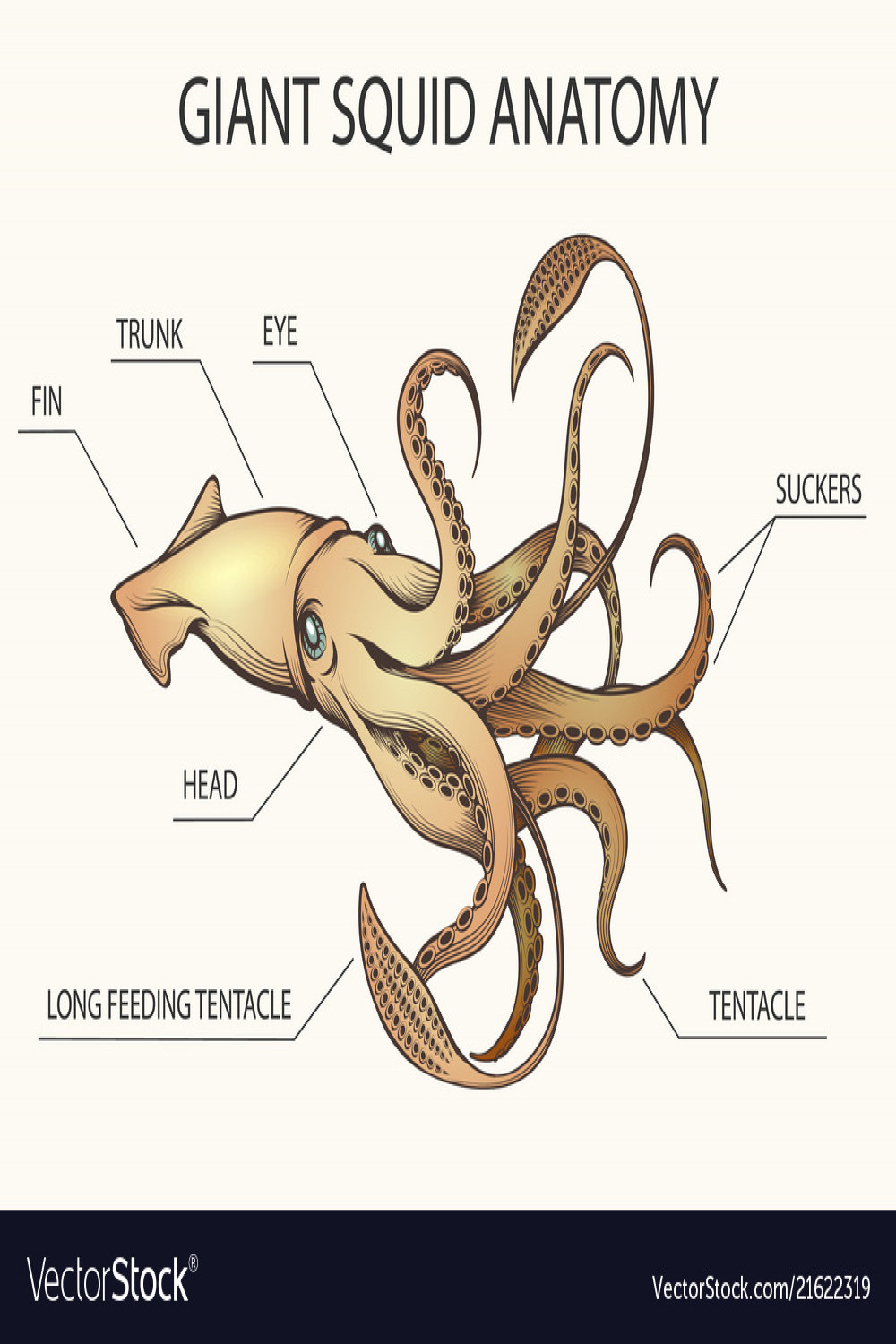 Giant squid anatomy Royalty Free Vector Image - VectorStock