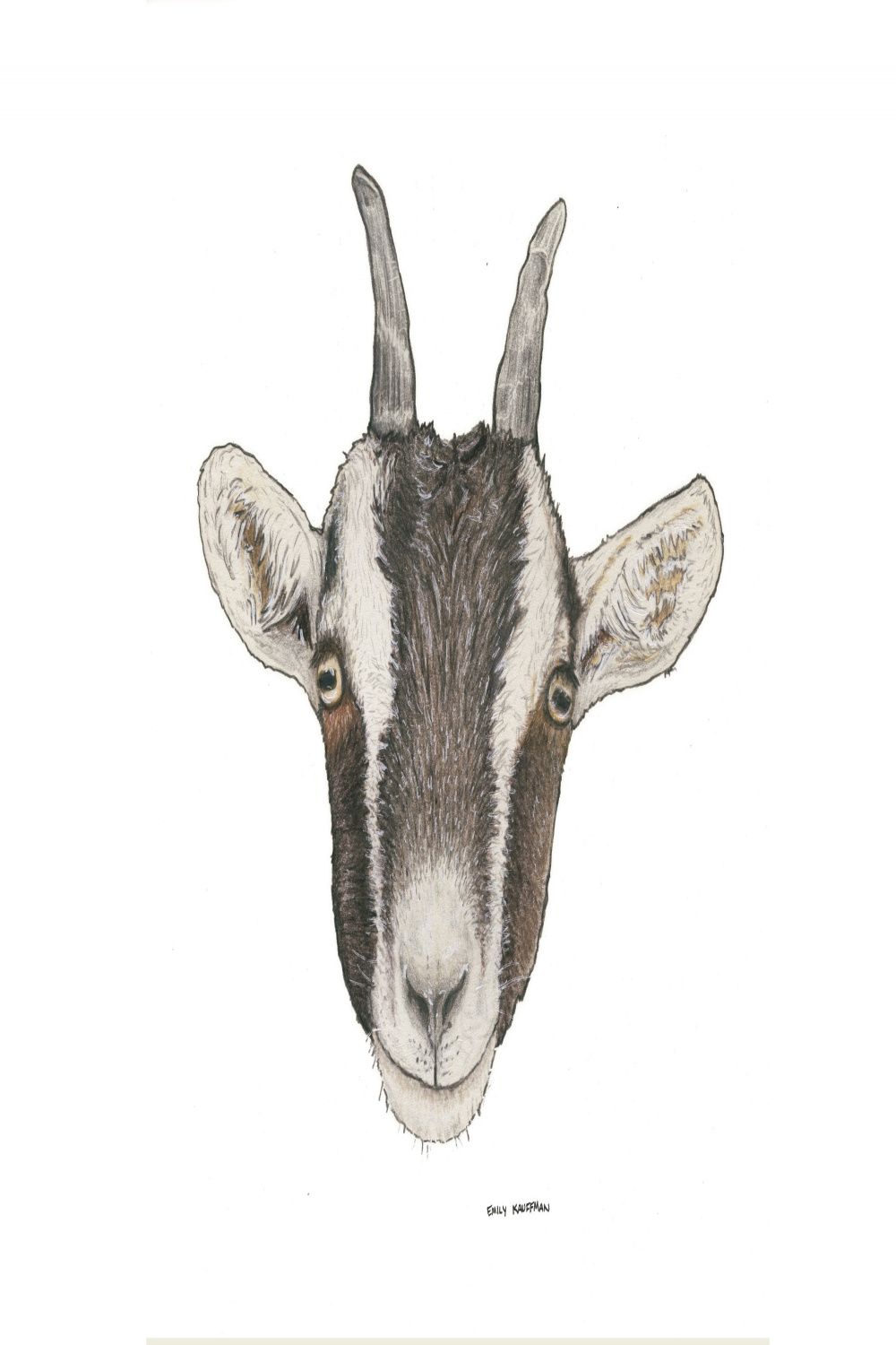 Goat Colored Pencil Drawing - Etsy