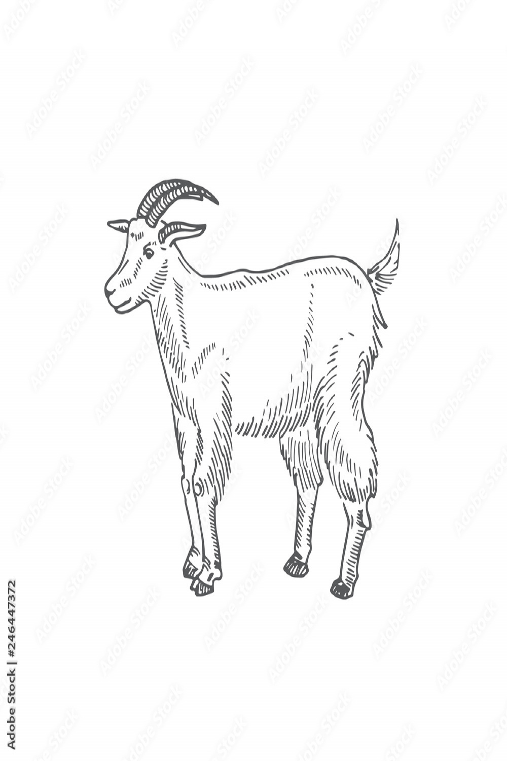 Goat Hand Drawn Vector Illustration