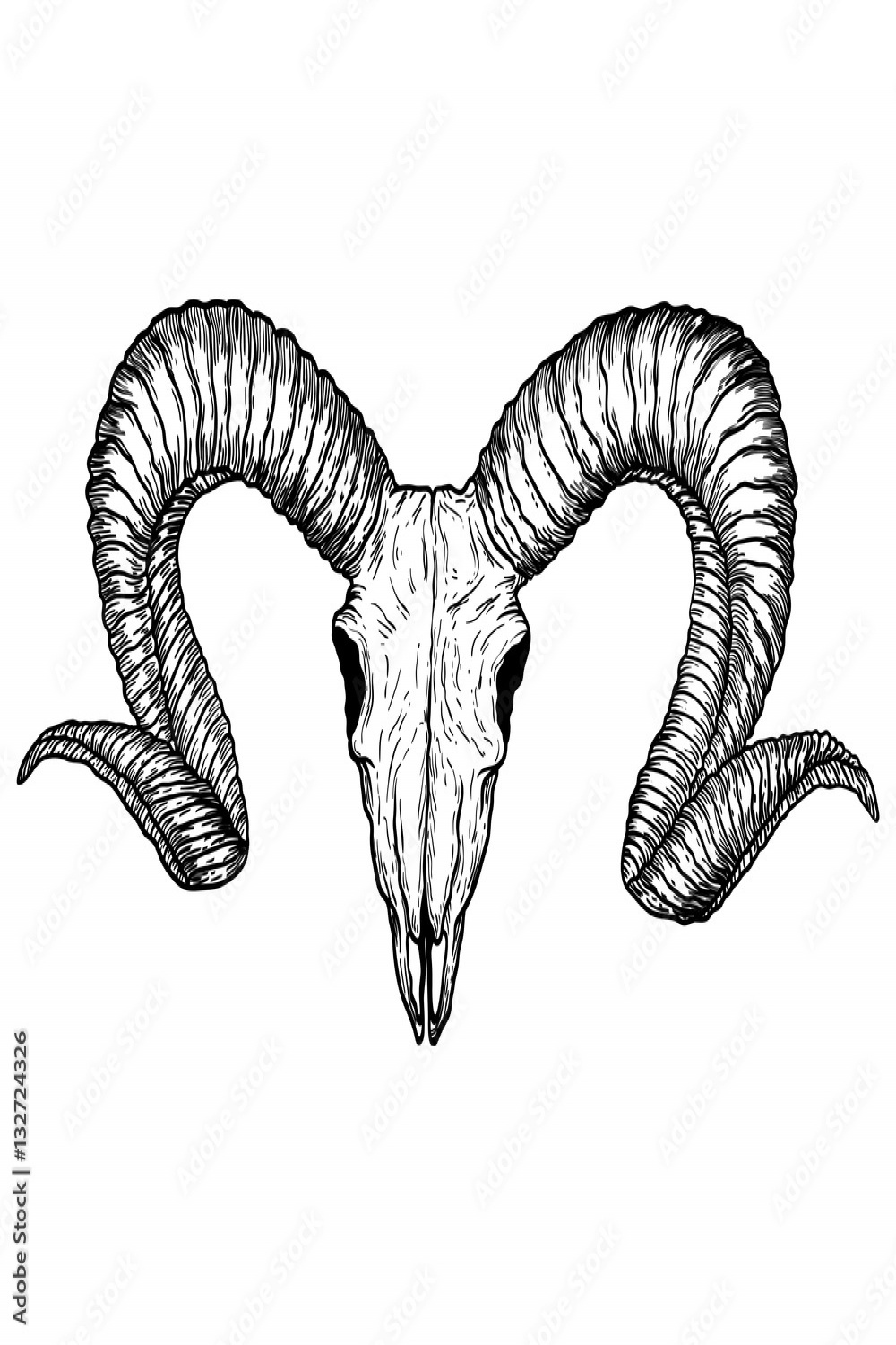 Goat skull hand drawn, isolated on white