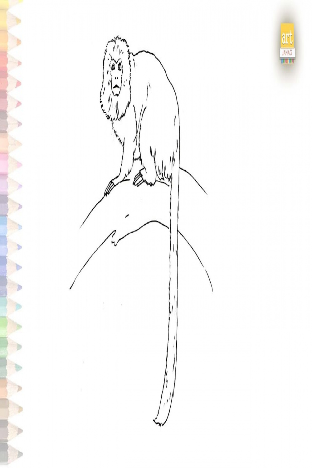 Golden Lion Tamarin Monkey drawing  Dibujo de tití león dorado  How to  draw A Golden lion tamarin