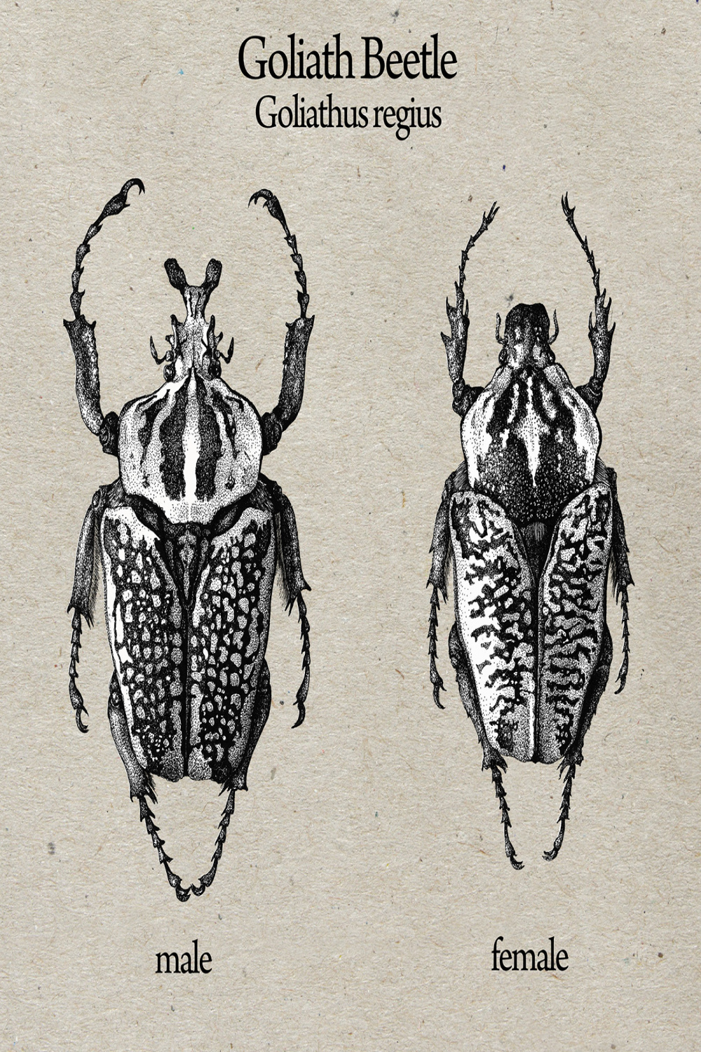 Goliath Beetle Rendering auf Behance