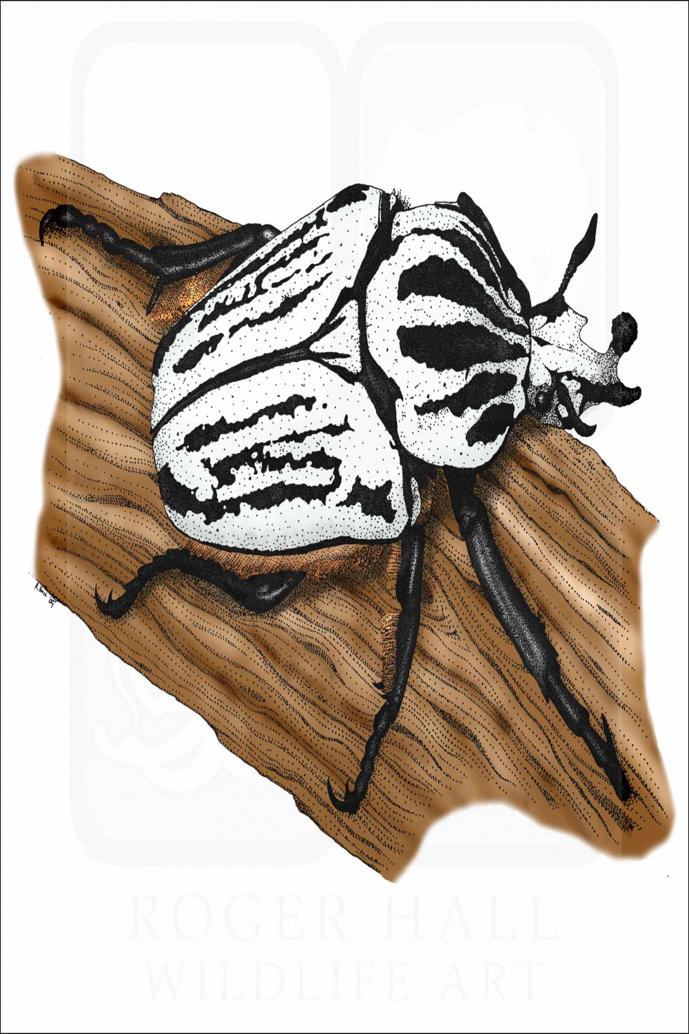 Goliath Beetle - Signed Fine Art Print