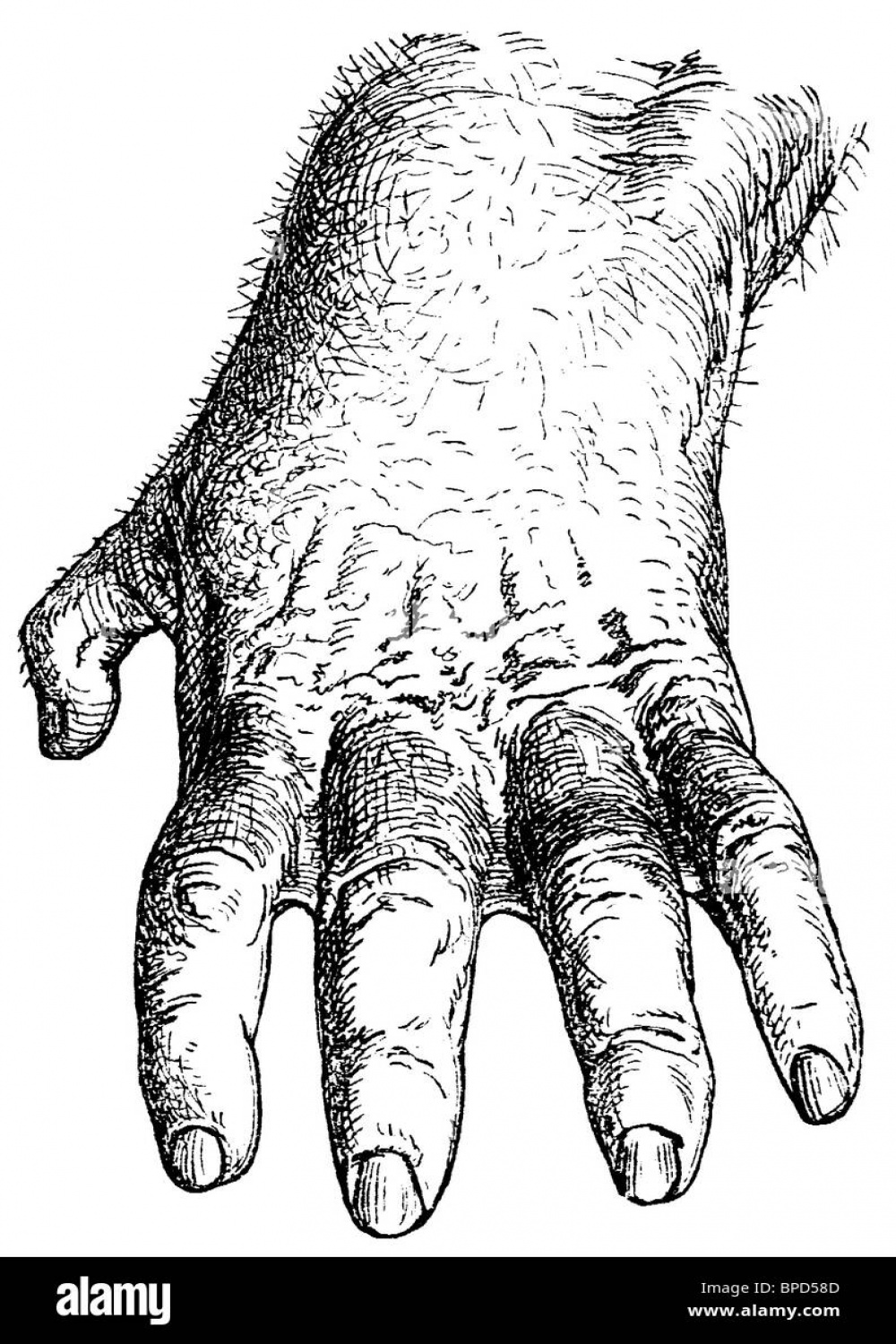 Gorilla, Gorilla gorilla, hand Stock Photo - Alamy