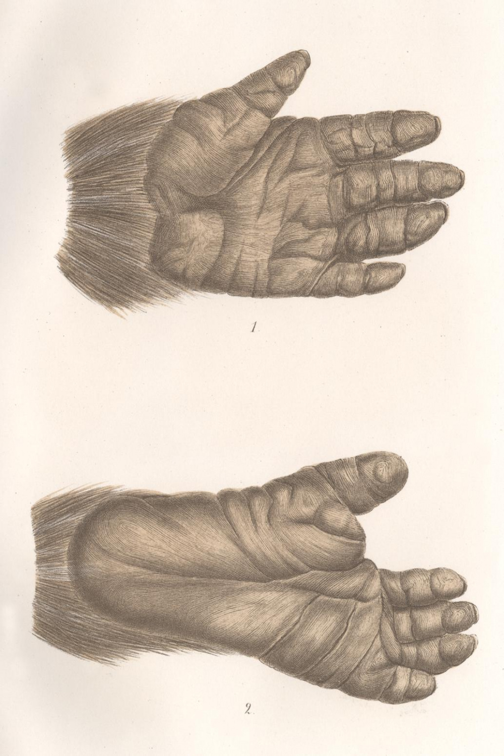 Gorilla Hand and Foot Print - UWDC - UW-Madison Libraries