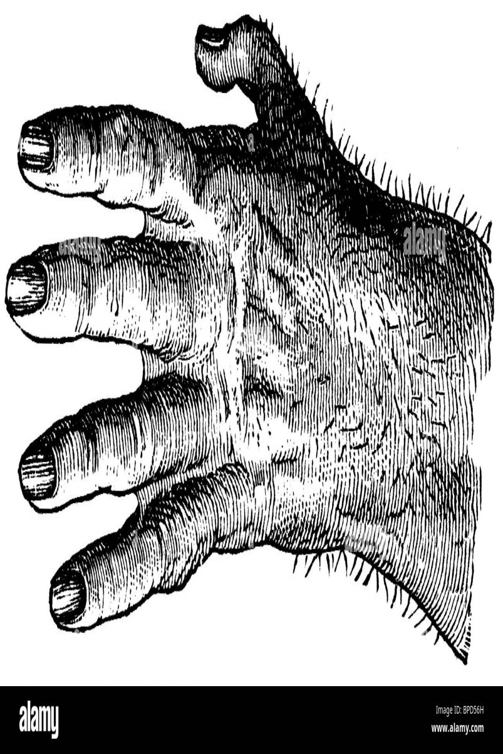 Gorilla, hand, Gorilla gorilla Stock Photo - Alamy