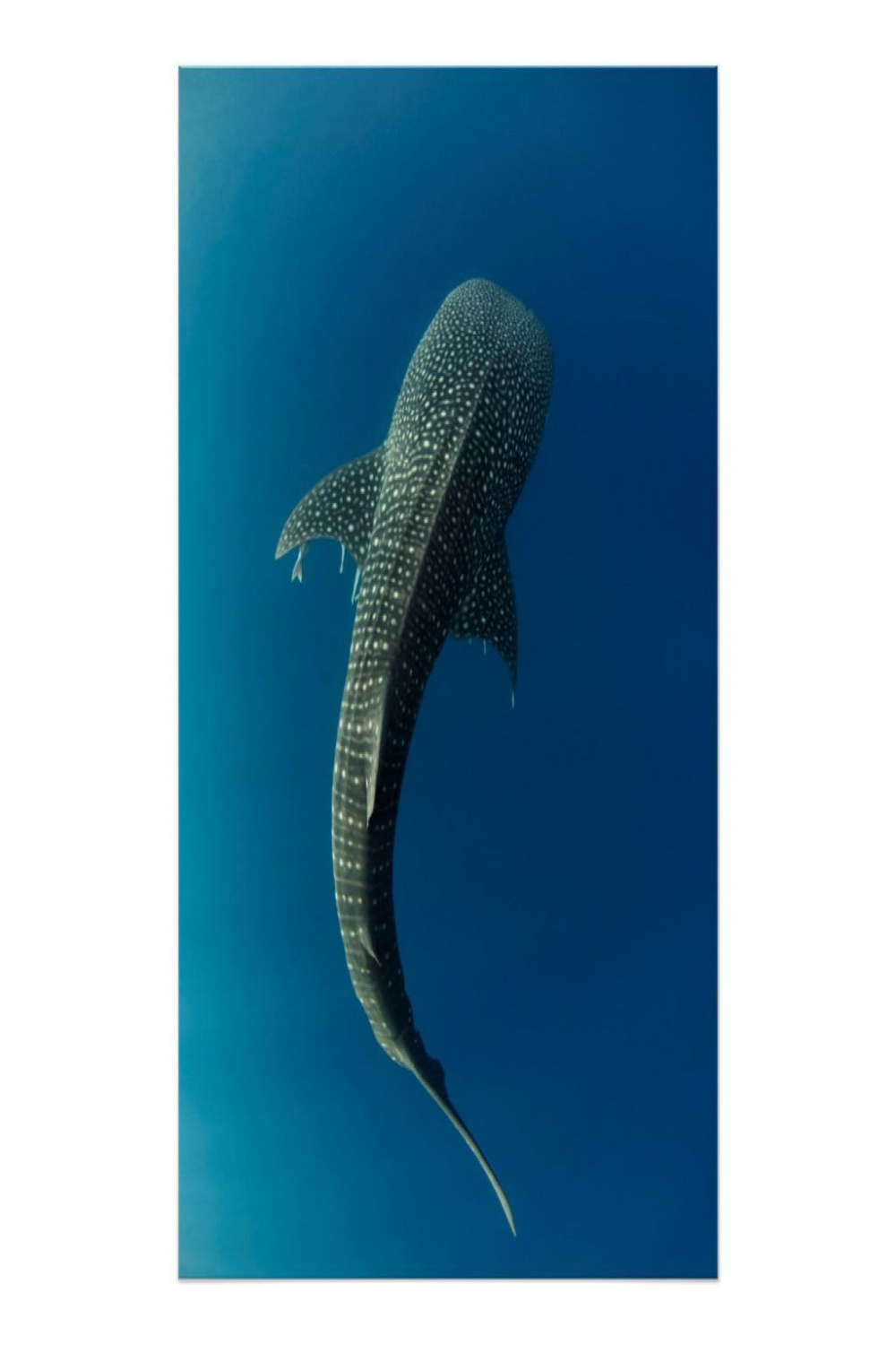 Graceful Whale Shark Poster